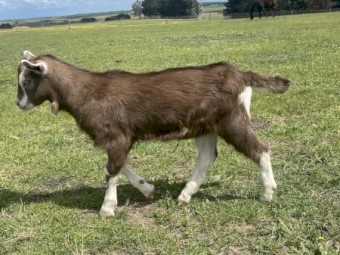 British alpine billy kid for sale