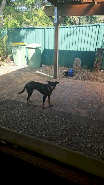 Female kelpie for sale