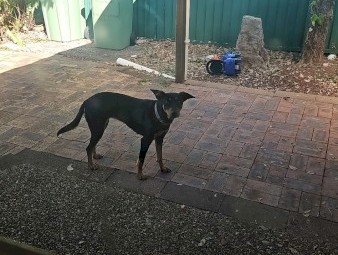 Female kelpie for sale