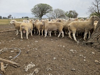 White Suffolk Rams (Vortex Stud)