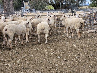 Charollais Flock Rams (Vortex Stud)