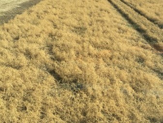 Harvest Contracting Available Wimmera VIC