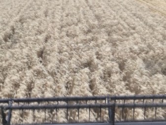 Harvest Contracting Available Wimmera VIC