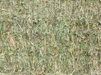 135MT  Wheaten Hay 8X4X3 Large Square Bales