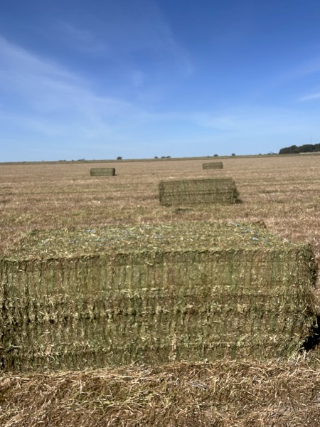 120mt  Vetch Hay 660kg 8x4x3 Bales