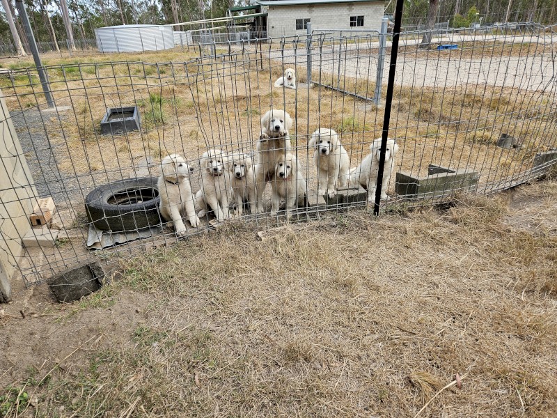 Maremma sheepdogs