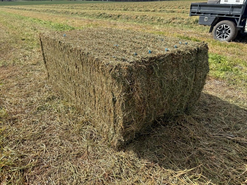 500mt Vetch Hay 650kg 8x4x3 Bales