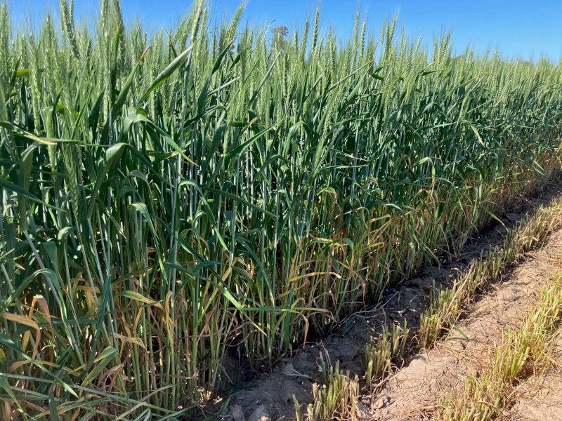 500mt Wheaten Hay 8x4x3 Bales