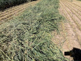 500mt Wheaten Hay 8x4x3 Bales