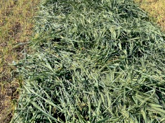 Wheat Hay - New Season ( 8x4x3 )