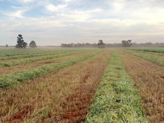 500mt Wheat Hay 650-700kg 8x4x3 Bales