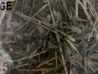 500mt Clover Rye Hay 8x4x3 Bales