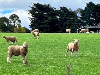 Derrynock Blood Poll Dorset Rams (Boongala Poll Dorsets 1301)