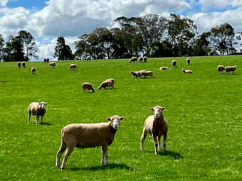 Derrynock Blood Poll Dorset Rams (Boongala Poll Dorsets 1301)