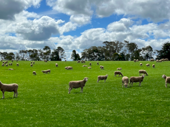 Derrynock Blood Poll Dorset Rams (Boongala Poll Dorsets 1301)