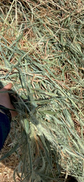 400 x Wheaten Hay 5x4 Round Bales