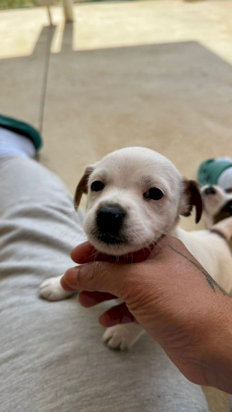 Jack Russell Puppy