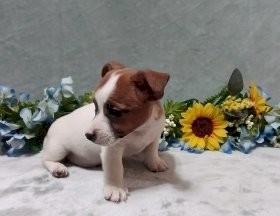 Jack Russell Puppies For Sale 