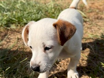 Jack Russell Puppy
