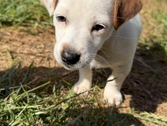 Jack Russell Puppy