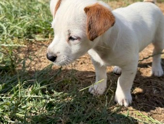 Jack Russell Puppy