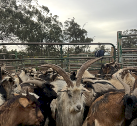 Goats ready to go