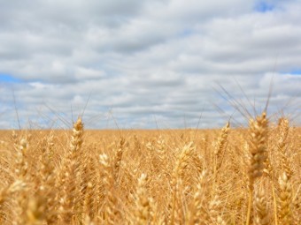 WANTED Land for Lease or Share-farming (Minyip area)