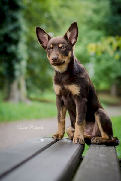 WANTED Female Red/Tan Kelpie Pup
