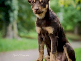 WANTED Female Red/Tan Kelpie Pup