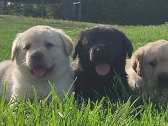 Beautiful Pure Bred Labrador Pups   - Horsley Park or Goulburn