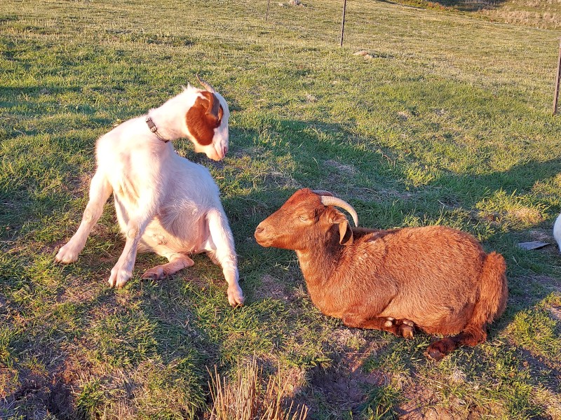 Baby goats Sold in pairs minimum