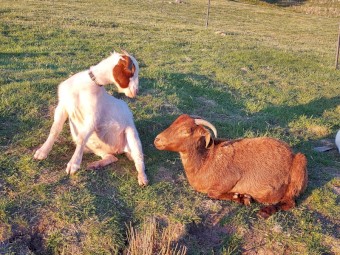 Baby goats Sold in pairs minimum