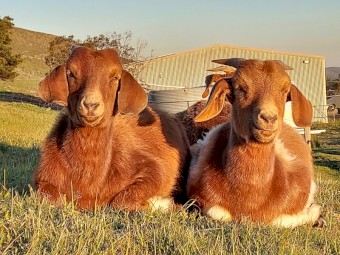 Baby goats Sold in pairs minimum