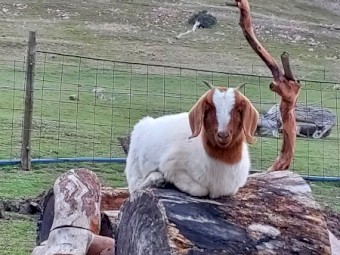 Baby goats Sold in pairs minimum