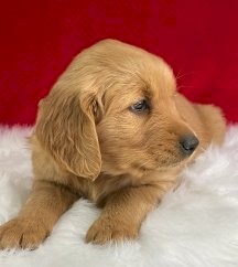 Golden Retriever Puppies