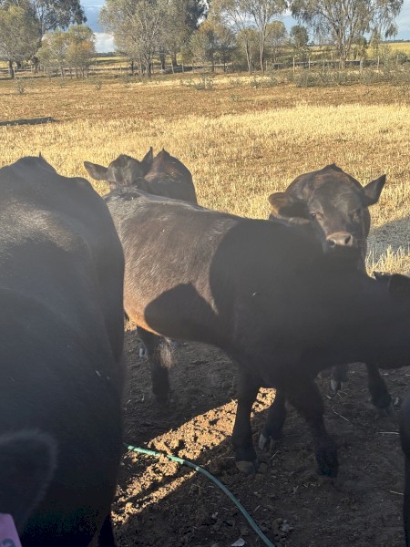 Angus x Friesian Cows