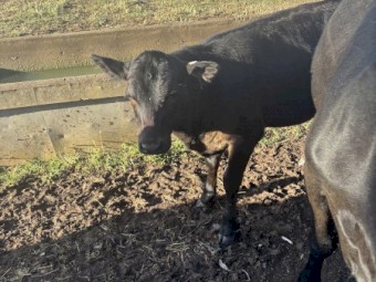 Angus x Friesian Cows