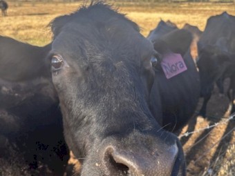 Angus x Friesian Cows