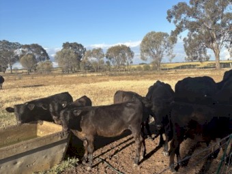 Angus x Friesian Cows