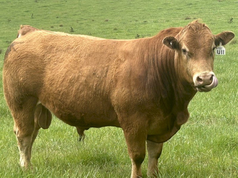 Limousin bull, Apricot, Polled