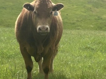 Limousin bull, Apricot, Polled