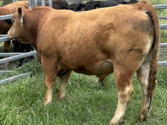 Limousin bull, Apricot, Polled