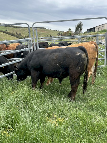 Limousin Bull Black and Polled