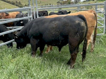 Limousin Bull Black and Polled