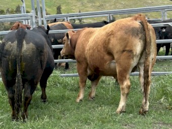 Limousin Bull Black and Polled