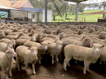 227 x Poll Dorset X Comp Mixed Sex Lambs
