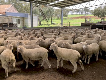 227 x Poll Dorset X Comp Mixed Sex Lambs