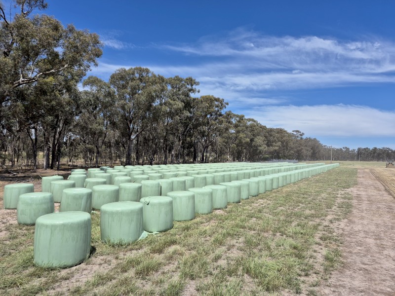 500 x Triticale Haylage 4x4 Round Bales