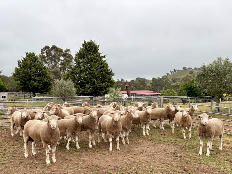 Poll Dorset Rams 19 Months