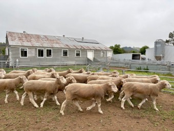 Poll Dorset Rams 19 Months